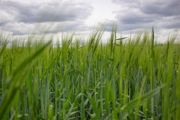 Spighette di orzo o frumento su uno sfondo di cielo nuvoloso