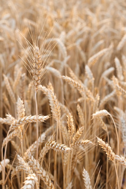 Spighette di primo piano del grano. sfondo