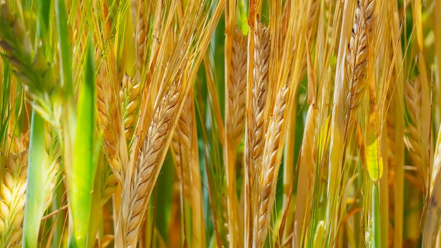 Spighette di segale nel campo di estate sulla natura.