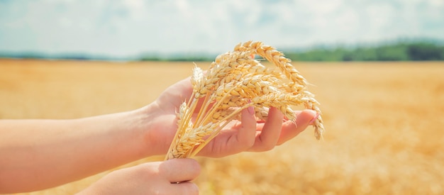 Spighette ragazza di grano nelle mani.