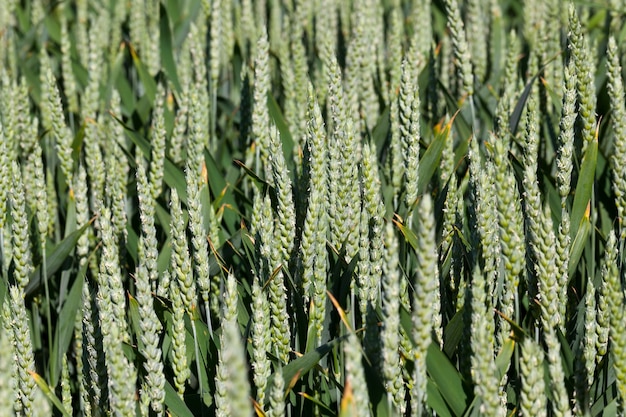 Spighette verdi di grano acerbo in un campo, un campo agricolo dove cresce il grano di cereali