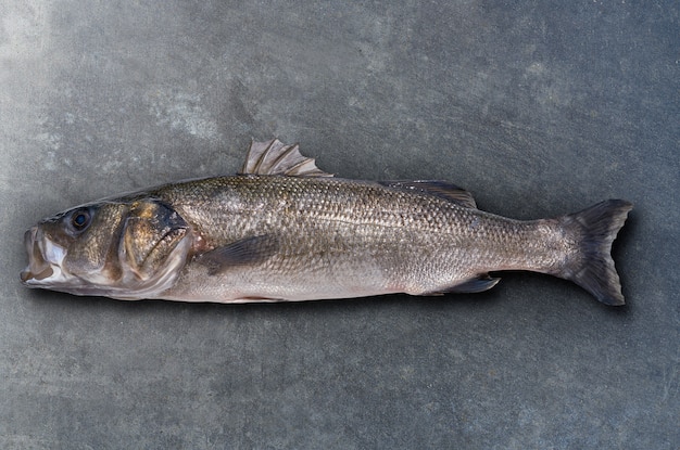 Spigola di pesce robalo selvatico di grandi dimensioni