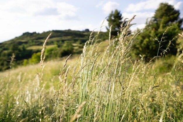 Spike campo in una giornata di sole