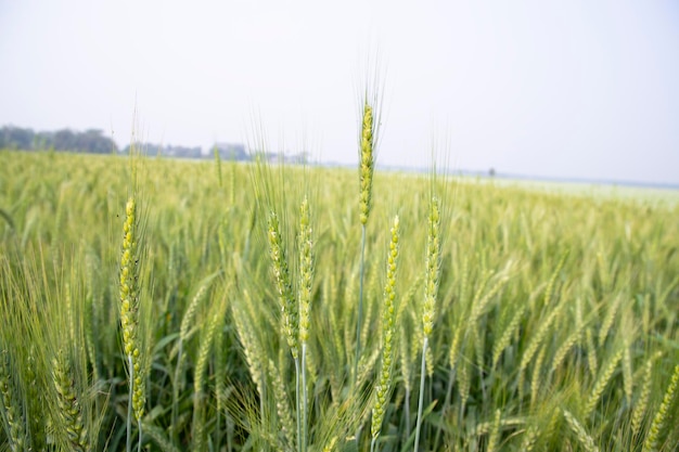 Spike di grano con uno sfondo sfocato nel campo Fuoco selettivo