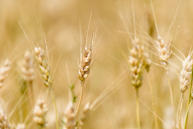 Spike of Wheat