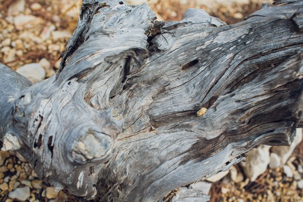 Spil tree. Anelli vicino a un albero.