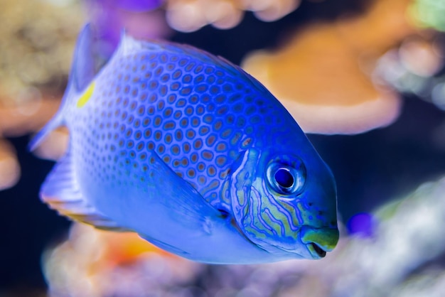 Spina dorsale dorata nell'acquario di Copenaghen