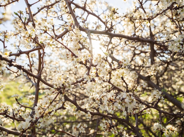 Spina fiorita Bush prugnolo Prunus spinosa nel caldo sole primaverile in Grecia