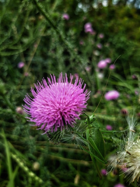 Spina fiorita con insetti