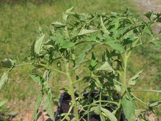 Spina pianta di pomodoro