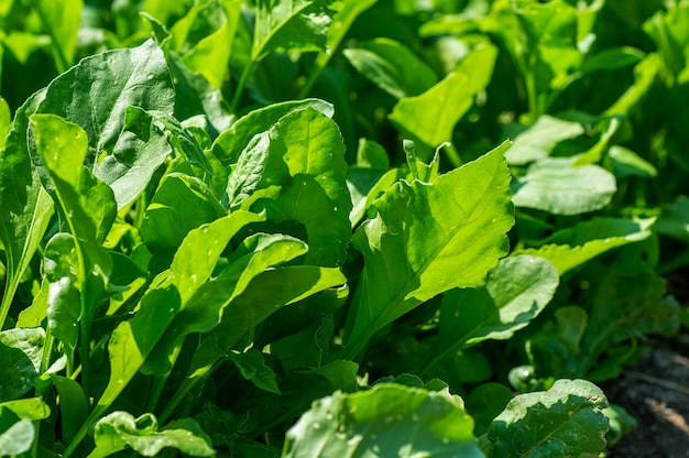 Spinaci freschi in fattoria biologica