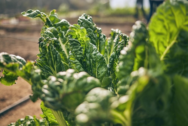 Spinaci vegetali e agricoltura verde e sostenibilità con raccolta e attività agricole Coltivazione di primo piano e prodotti freschi o prodotti con nutrizione alimentare e benessere ecologico e natura