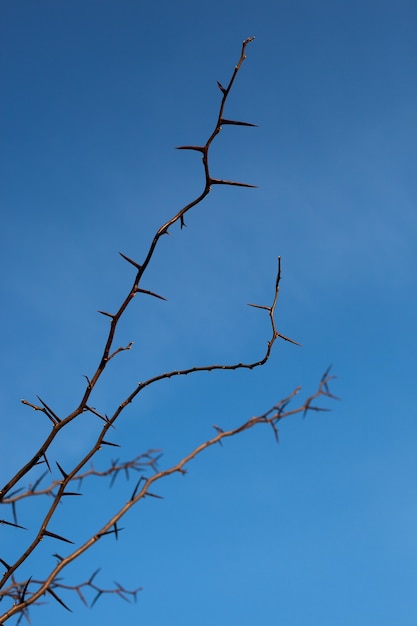 Spine di acacia sullo sfondo del cielo