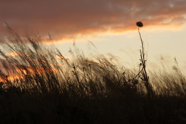 Spine e piante al tramonto