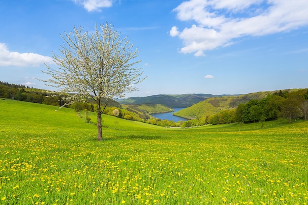 Sping nel paesaggio dell'Eifel in Germania