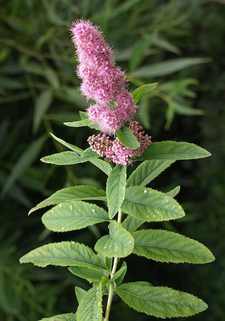 Spirea paniculata cespugli arbusti fioriti