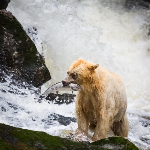 Spirito dell'orso nel fiume