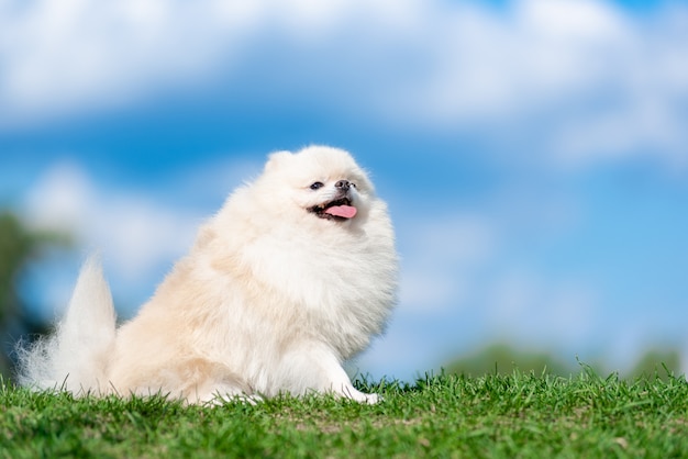 Spitz bianco della razza del cane su erba verde sul cielo blu della nuvola.