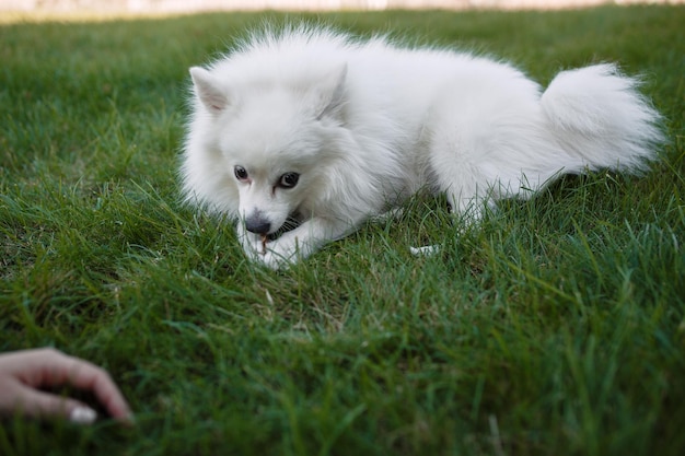 Spitz bianco per una passeggiata Simpatico cucciolo soffice dello Spitz tedesco Pomerania gioca per una passeggiata nella natura