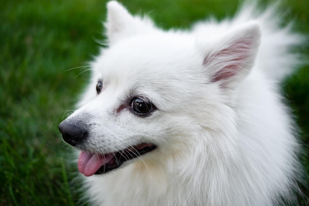 Spitz bianco per una passeggiata Simpatico cucciolo soffice dello Spitz tedesco Pomerania gioca per una passeggiata nella natura