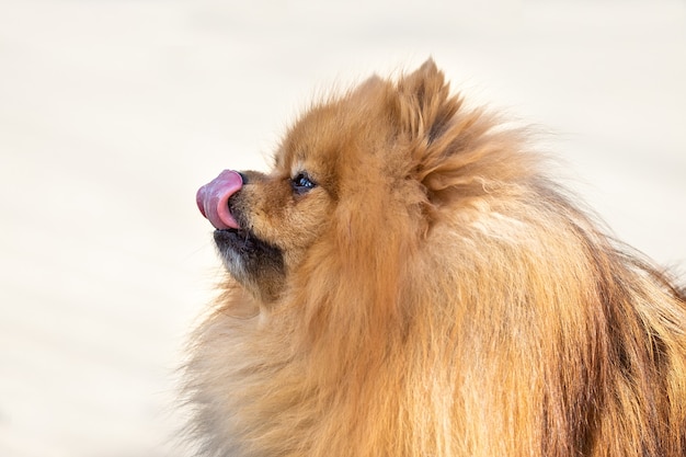 Spitz cane carino sulla natura