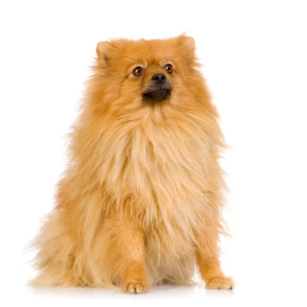 Spitz con 3 anni. Ritratto di cane isolato