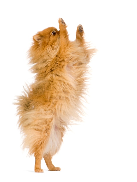 Spitz con 3 anni. Ritratto di cane isolato