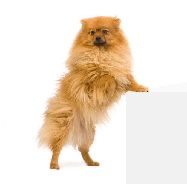 Spitz con 3 anni. Ritratto di cane isolato