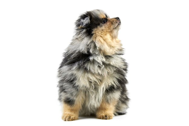 Spitz cucciolo di Pomerania, isolato. Carino pomerania colore nero focato, sfondo bianco. Piccolo cane Spitz pom adatto alle famiglie.