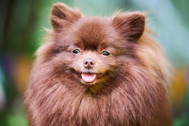 Spitz di Pomerania cane in giardino, primo piano volto ritratto. Cucciolo di Pomerania marrone carino sulla passeggiata. Cane pom Spitz divertente adatto alle famiglie, sfondo di erba verde.