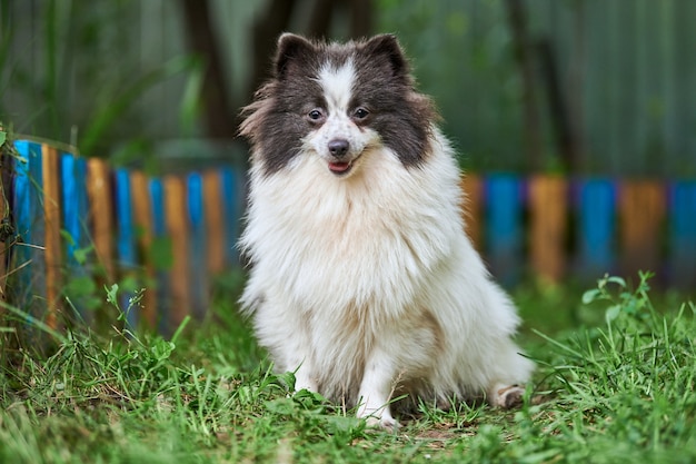 Spitz di Pomerania cane in giardino. Simpatico cucciolo di Pomerania in passeggiata, colore nero bianco. Cane pom Spitz divertente adatto alle famiglie, sfondo di erba verde.