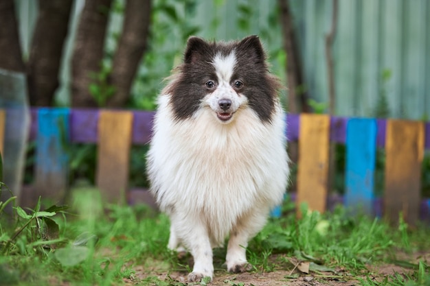 Spitz di Pomerania cane in giardino. Simpatico cucciolo di pomerania in passeggiata