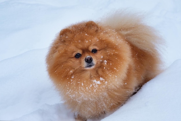 Spitz di Pomerania nella neve