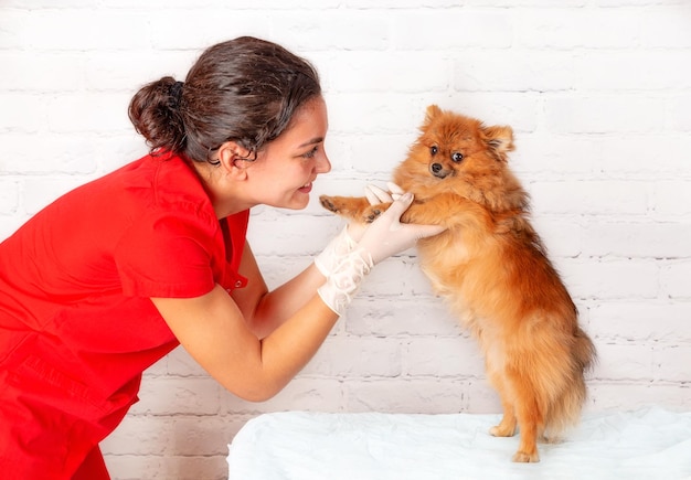 Spitz di Pomerania nelle mani di un veterinario.