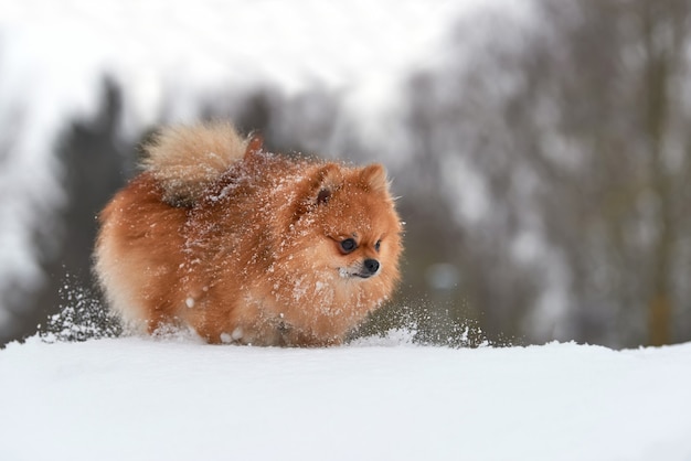 Spitz di pomeranian del bambino che gioca nel giorno di inverno