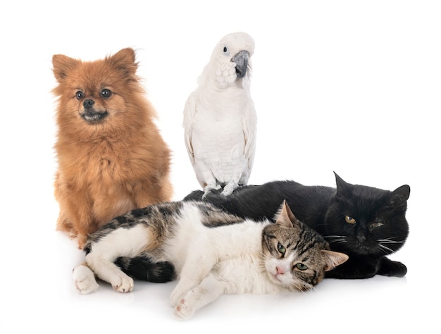 Spitz e cacatua di gatti randagi