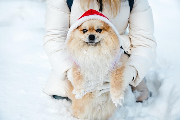 Spitz in abiti rossi si siede sulla neve Le mani di una ragazza in guanti bianchi tengono un cane