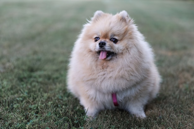 Spitz marrone sull'erba. Spitz di Pomeranian dai capelli rossi carino e lanuginoso in piena crescita sull'erba verde nel parco. Cammina con il cane in una giornata di sole. Prendersi cura di un animale domestico