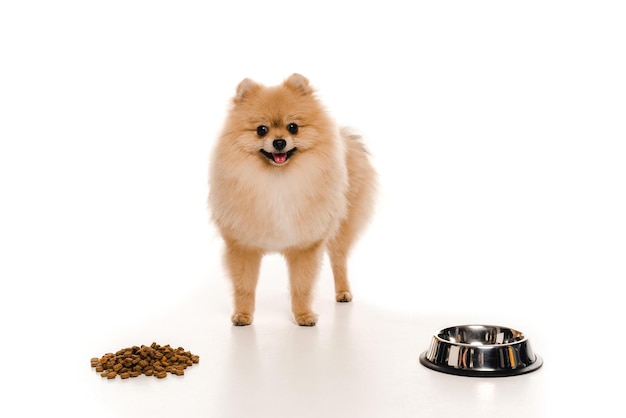 Spitz peloso di Pomerania vicino al cibo per cani e ciotola vuota su bianco