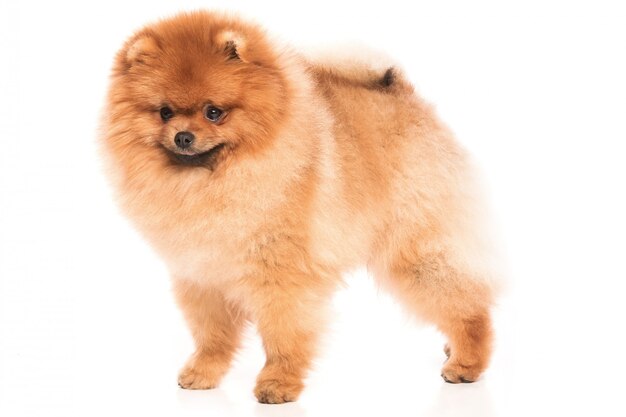 Spitz Pomerania carino