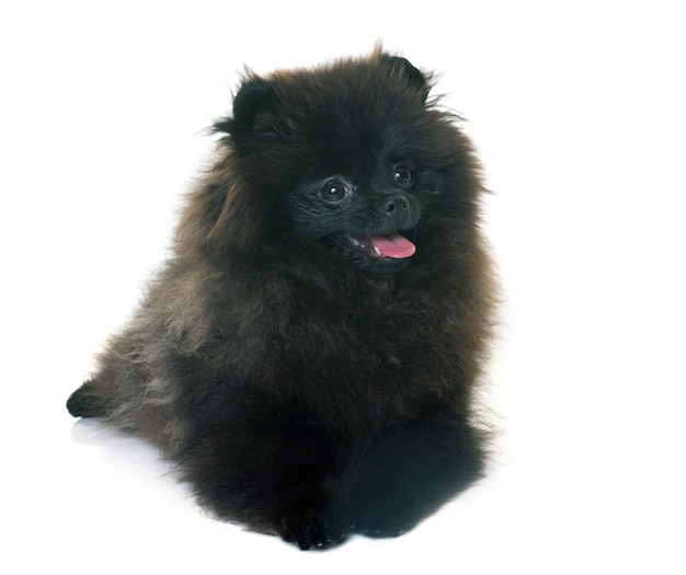 spitz pomeranian in studio