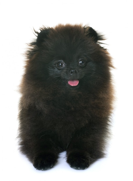 spitz pomeranian in studio