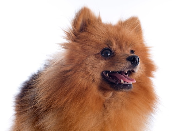 spitz pomeranian