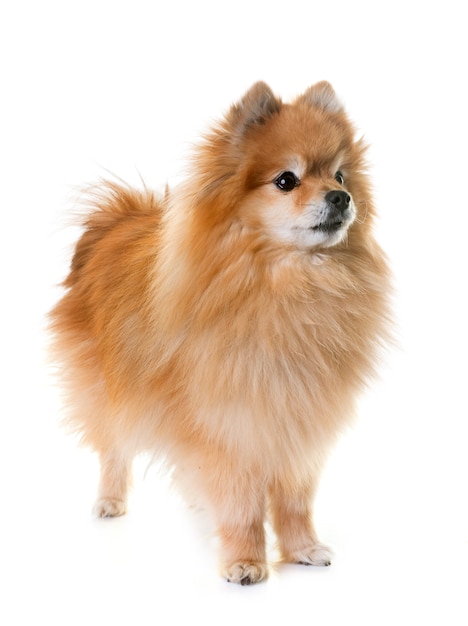 spitz pomeranian