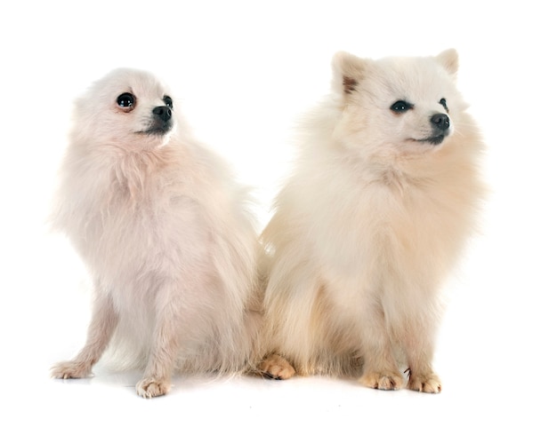 spitz pomeranian