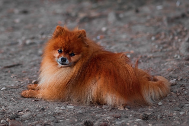 Spitz tedesco rosso bello piccolo cane si trova sulla strada in natura