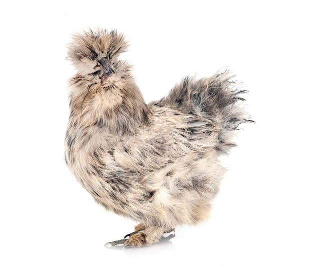 Splash Silkie