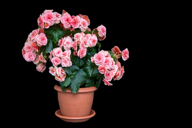 Splendida begonia rosa elatior, isolata su sfondo nero con spazio per la copia. Fiori per la casa, hobby. Carta floreale.