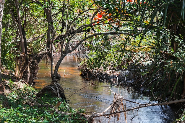 Splendida cornice naturale con fiume e fitta vegetazione sulla spiaggia a Itacimim, Bahia-Brasile.