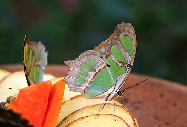 Splendida farfalla Malachite o Siproeta Stelenes Farfalla neotropicale dai piedi a spazzola